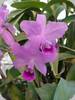 Cattleya bowringiana